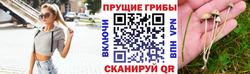 Галлюциногенные грибы Psilocybine cubensis сколько стоит Звенигово